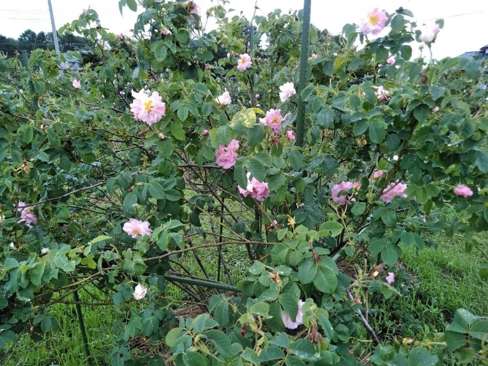 薔薇部屋🌼